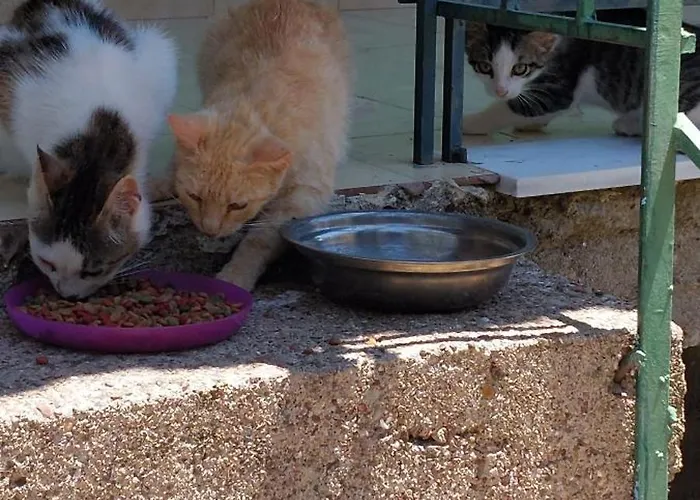 Cute House With Mountain Views *